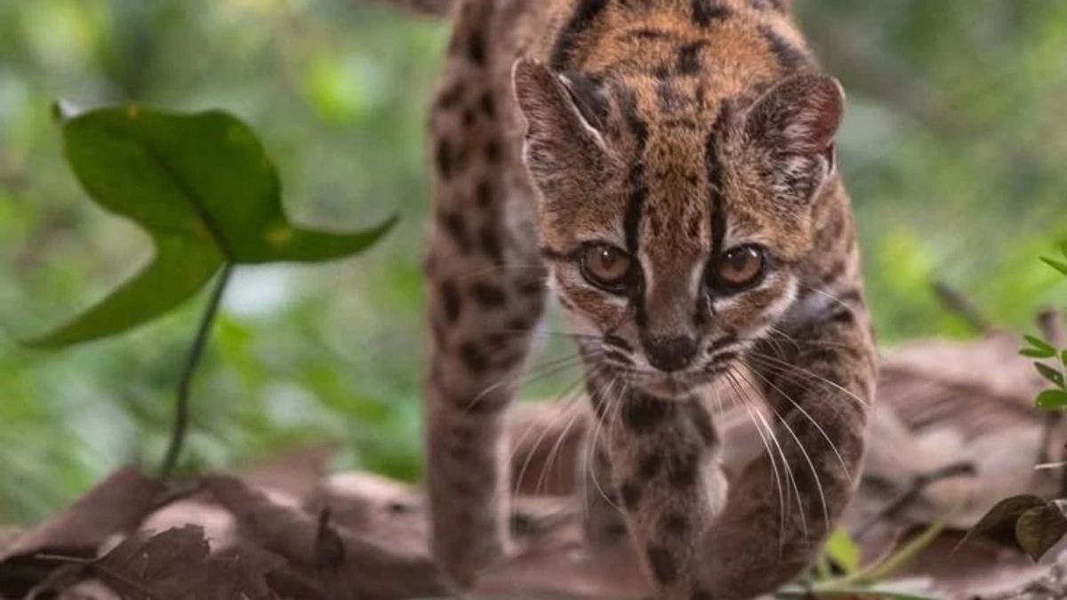 HALLAZGO CIENTÍFICO: DESCUBREN UNA NUEVA ESPECIE DE GATO SILVESTRE EN BOLIVIA Y SORPRENDE AL MUNDO