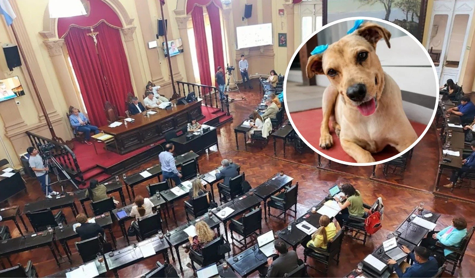 ¡PUNTO FINAL A LA CRUELDAD! APROBARON LA LEY LOLA EN SALTA PARA SANCIONAR EL MALTRATO Y ABANDONO DE MASCOTAS