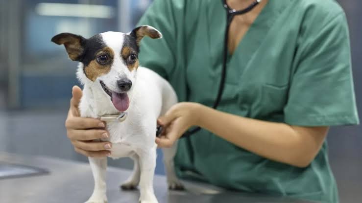 SALTEÑA VENDE EMPANADAS PARA OPERAR A SU PERRITA Y CONMUEVE A TODOS