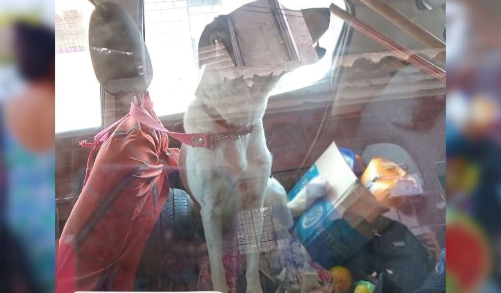 ¡Indignación! Salteña dejó a su perro encerrado 3 horas en el auto bajo el calor