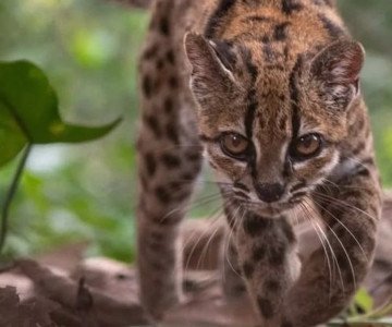 HALLAZGO CIENTÍFICO: DESCUBREN UNA NUEVA ESPECIE DE GATO SILVESTRE EN BOLIVIA Y SORPRENDE AL MUNDO